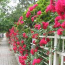 우리김밥 이미지