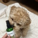 아마존펫 | 강아지진드기스프레이 추천 산책 후 꼭 쓰게 되는 아마존펫 틱프리 미스트 후기