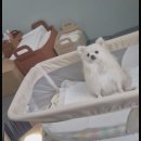 소래동물병원 | [인천 논현점 소래동물병원] 포메라니안 강아지 슬개골 수술 후기