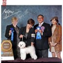 도그뉴스 이미지