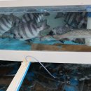 회원들, 경북 울진군 후포에서 회를 곁들여 점심 먹어 (1) 이미지