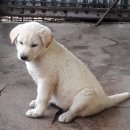 강지