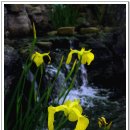 분홍공주 이미지