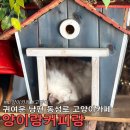 고양이카페 랙돌 | 동성로고양이카페 양이랑커피랑 귀여운 랙돌과 사랑스러운 고양이들 많았던 고양이카페 후기