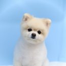 애견미용 견출지 노원점 이미지