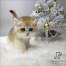 귀여운아기 | 충주고양이분양 귀여운 아기고양이 입양 후기