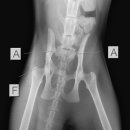 바우동물병원 이미지