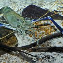 Spiny-Clawed Prawn [Macrobrachium Rosenbergii] 이미지