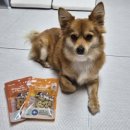 토이팩토리 | 강아지 간식 고양이도 함께 먹는 프로틴팩토리 토이비트 고소애 간식