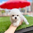 전주강아지분양 고양이분양 24시 데려가개 전주점 이미지