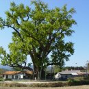 장덕리은행나무 이미지