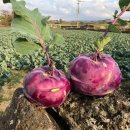 하림농장 이미지