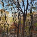 은선 | [단풍여행17] 계룡산 단풍 산행 후기(동학사주차장-은선폭포-관음봉-삼불봉-남매탑-큰배재-동학사주차장)