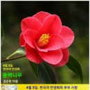 동백나무 Daum카페