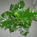 관엽식물 이미지