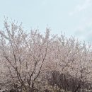 지산공원 | 천안 아산 벚꽃 나들이 피크닉 “지산공원” 힐링후기