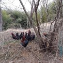 쟁골 농장 이미지