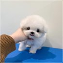 안양애견 이미지