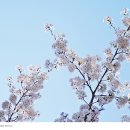 푸르른삶의노래 이미지