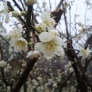 곱띠고운