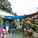 미선의야생화뜨락