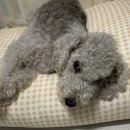 달이네 애견미용실 이미지