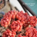 다육씨