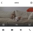 대신부동산중개인 | 임신후기 일상3 (33주~35주)