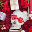 놀러오개 애견유치원 애견호텔 풍동식사점 이미지