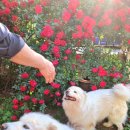 애견미용실 꽃개 이미지