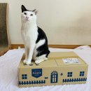 라임캣가든 | 고양이 고단백 프리미엄 사료! 키츠가든 알로 Allo 프라임 기능성사료 교체해봤어요