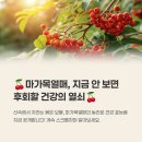 마가목열매 효능 부작용 맛 열매차 만들기 파는곳 먹는법 알아보기