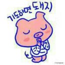 하면돼지