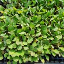 다솜농장 이미지