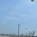 영종하늘도시25호 소공원 | 영종도 숨은 벚꽃 명소🌸💗(영종도 차크닉 추천/인천대교기념관 주차장/씨사이드파크 벚꽃)(24.4.7.)