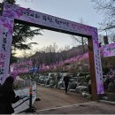 (마감)4월6일(일) 오전10시반 원미산 진달래축제 가서 벚꽃도 함께 봐요 이미지