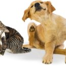 상대원 동물병원 이미지