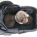 글로리아 켄넬 이미지