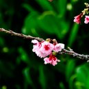 오끼나와 (일본) 벚꽃... 이미지