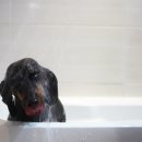 도그샤워 이미지