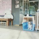 써클켄넬 이미지