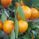 대정농장 이미지