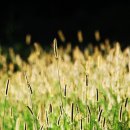 강아지풀 이미지