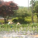 호성농장 이미지