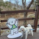 힐링랜드버스주차장 화장실 | 강쥐들의 에버랜드 <춘천 강아지숲> 겨울 방문 후기