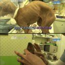 안녕, 멍멍아 이미지