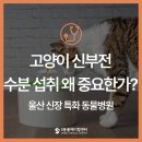 양산동물메디컬센터 | 신부전 고양이, 물 많이 마셔야 하는 이유 - 울산 강아지 고양이 신장 특화 에스동물메디컬센터