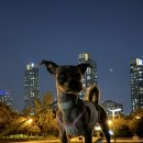 그루밍무무 이미지