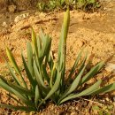 민들래농원 이미지