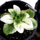 도도버드 이미지